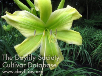 Daylily Green Is Good